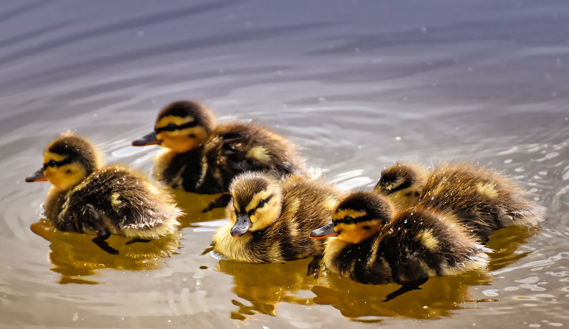 Ducklings swimming